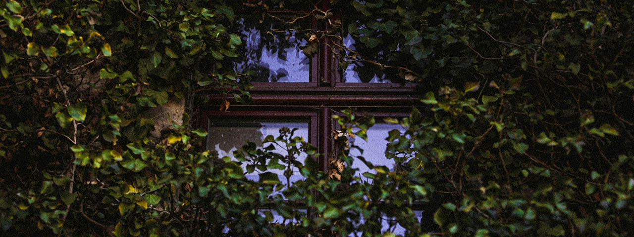 Ivy around Window