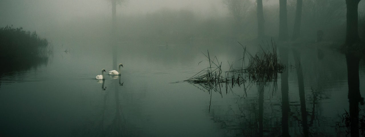 a foggy lake with swans