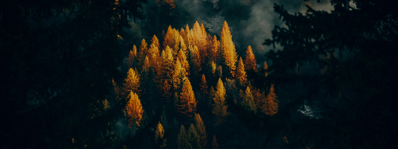 High Angle Shot of Coniferous Trees