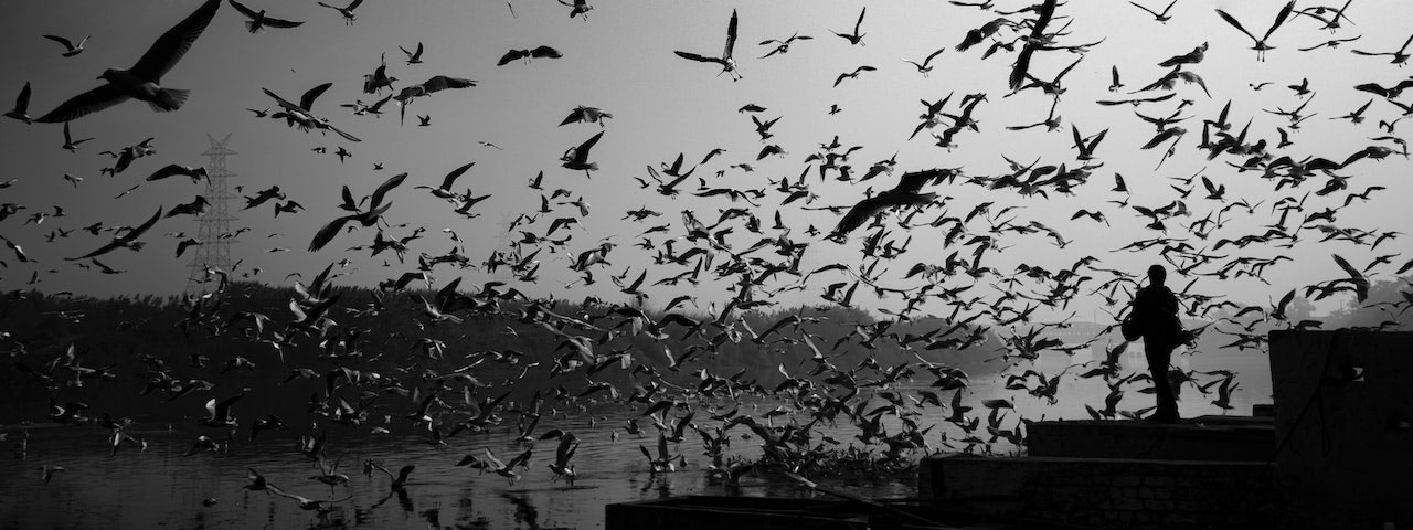 birds near a river