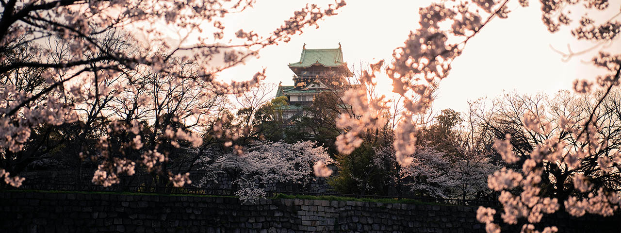 White Cherry Blossom Tree Near Osaka Castle