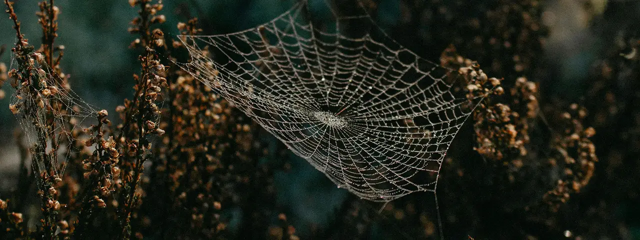 banner image of the latest blog post