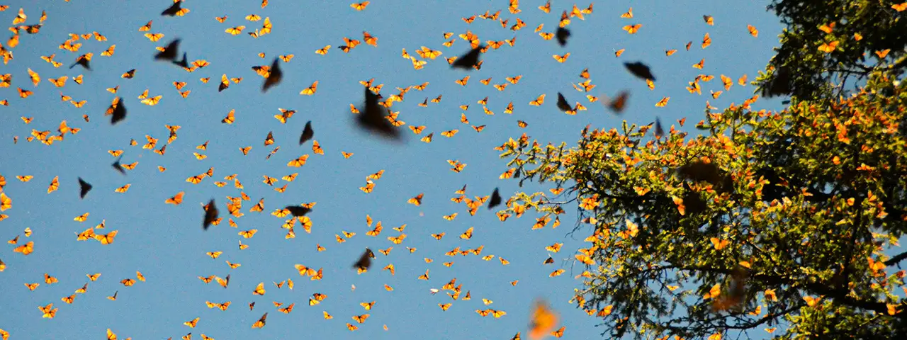 Yellow Leaves Flying in Sunlight