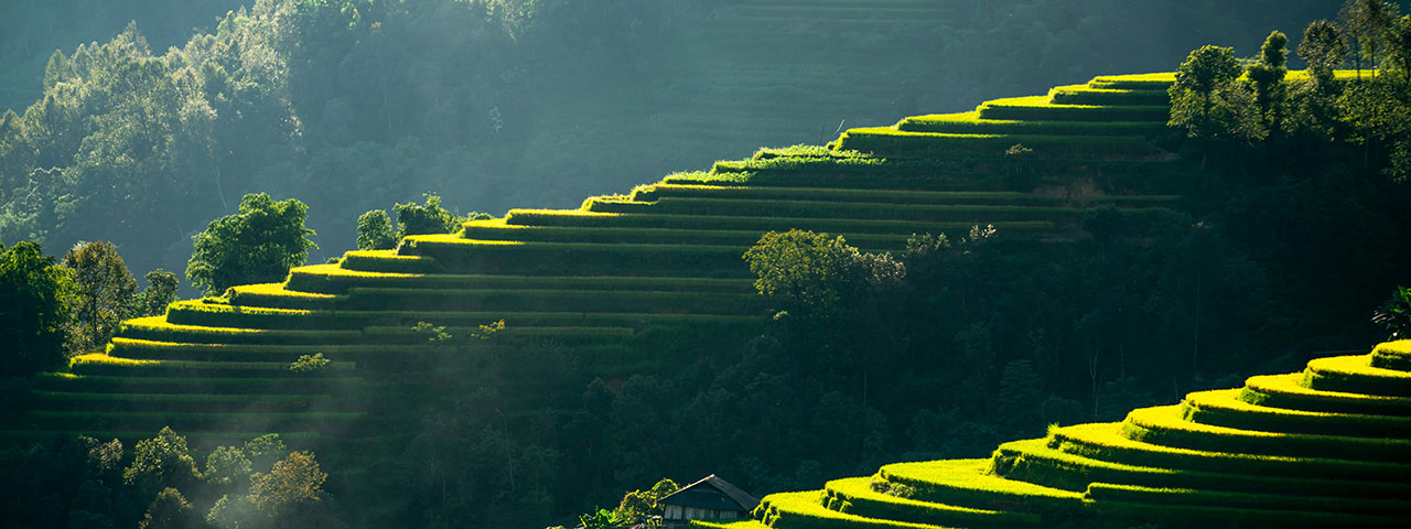 Landscape of Terrace Plantation