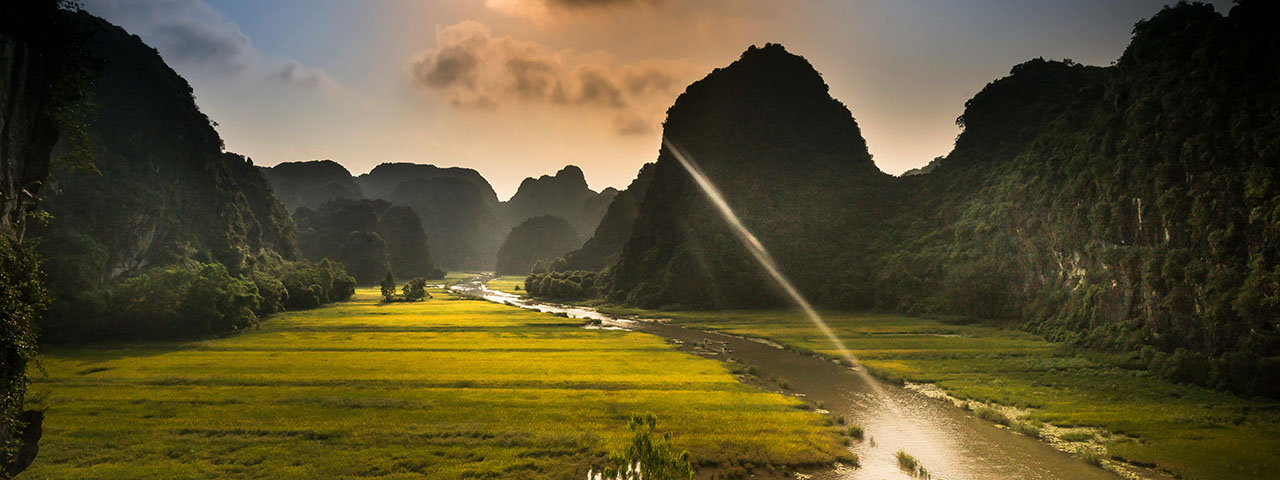 Green Rice Field