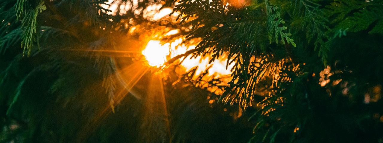 Sun Rays Shining Through Plants