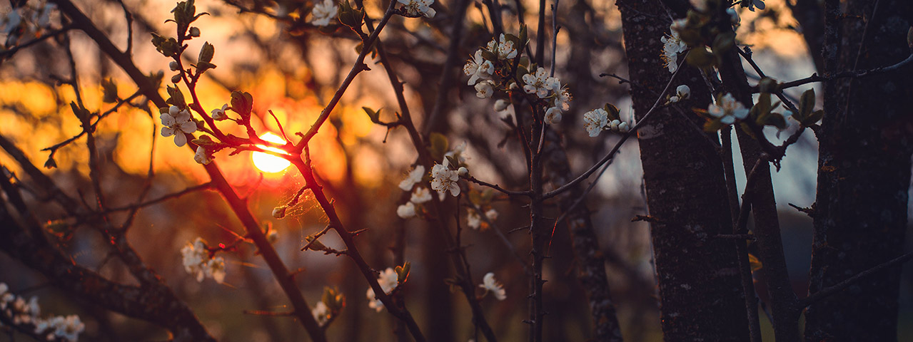 White Tree Blossoms Under Golden Sun