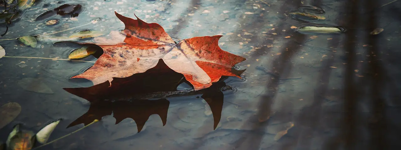 banner image of the latest blog post