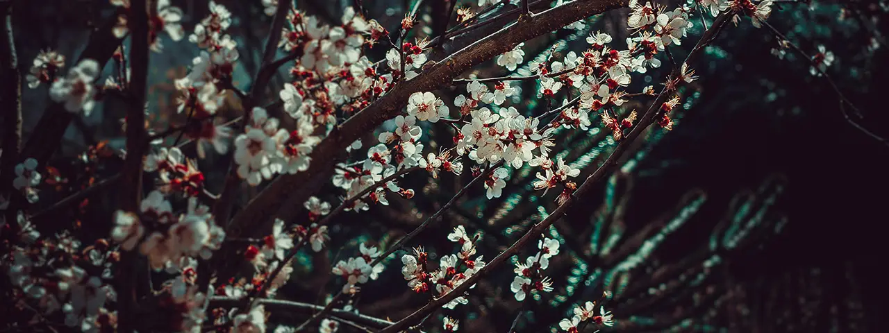 banner image of the latest blog post