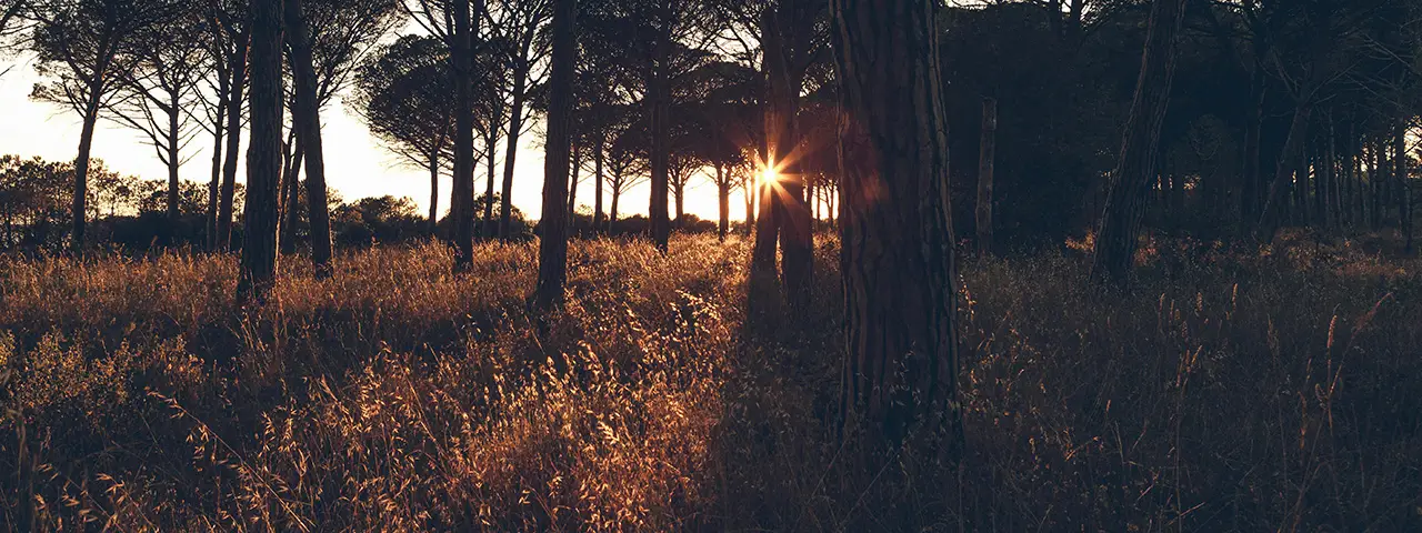 banner image of the latest blog post