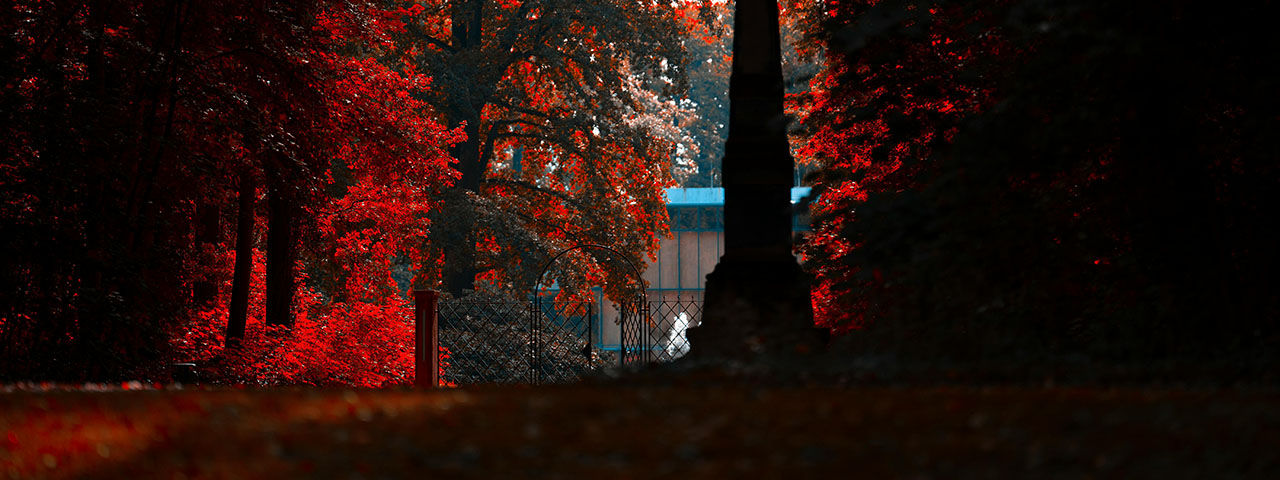 Trees with red leaves
