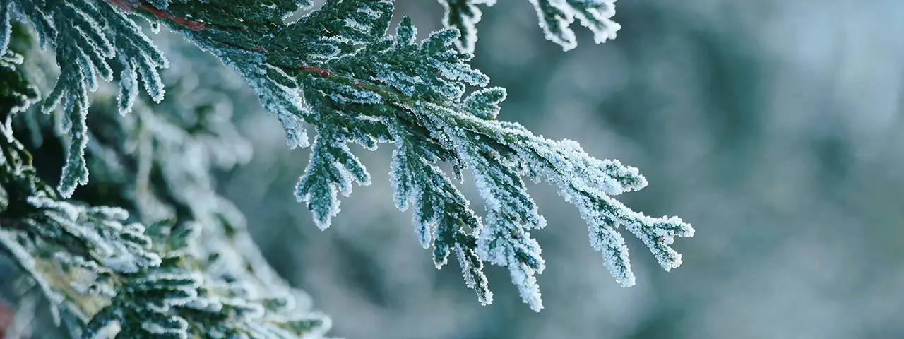 banner image of the latest blog post